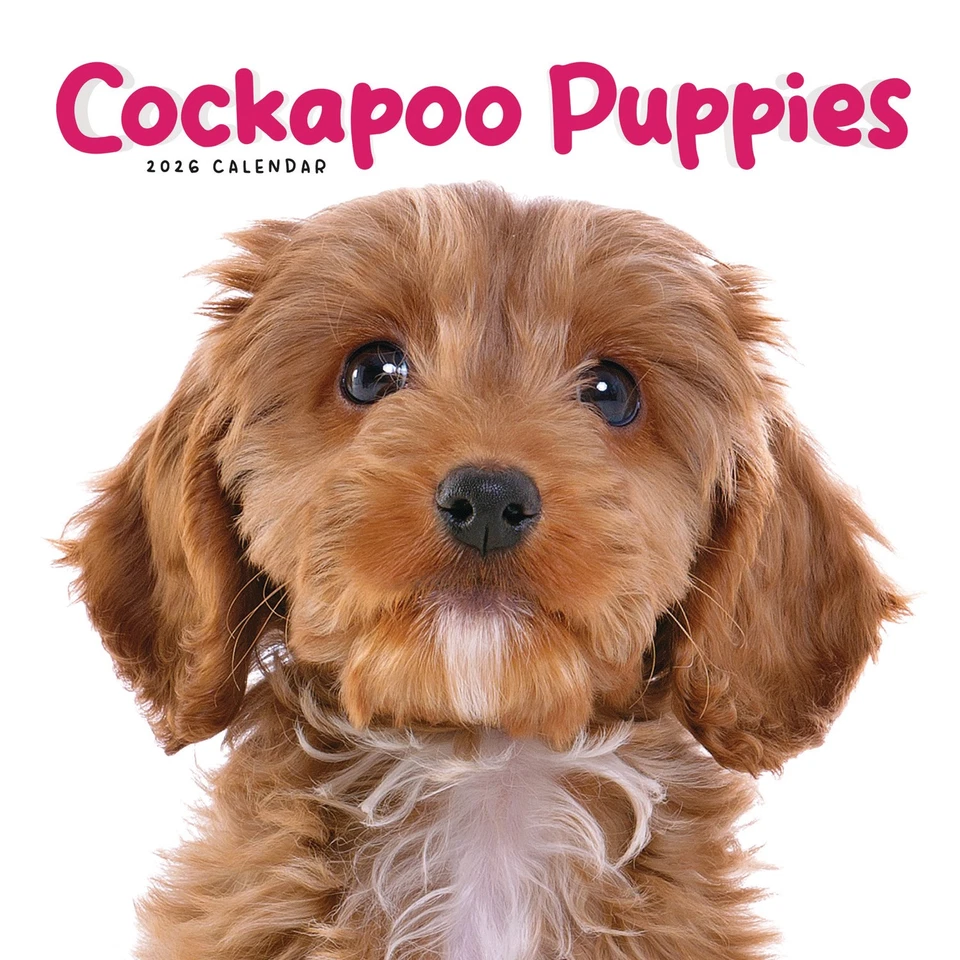 Carousel Calendars - Cockapoo Puppies Mini Calendar 2026