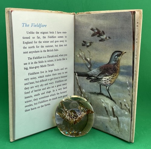 Vintage Ladybird Book Series 536 - Second Book British Birds - Buff Cover DJ 2’6 - Picture 17 of 24