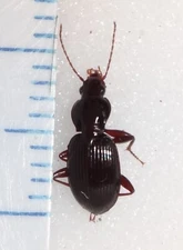 Carabidae Unknown Carabid species Indiana #CB-80 Cave Beetle ? Carabus Calosoma