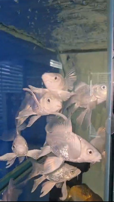Short Body Platinum  Koi Butterfly 5''