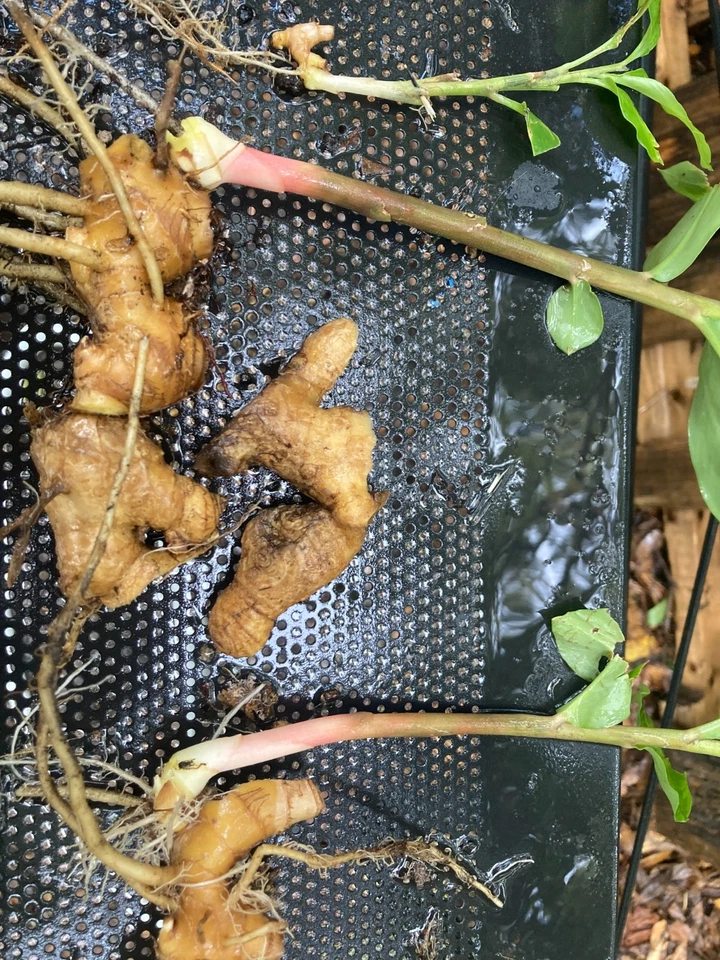Pick your own Giant SHAMPOO GINGER SAPLINGS + RHIZOME FROM PHOTOS! - Image 2 of 4