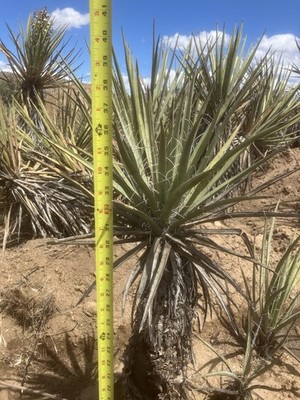 Super Cute Yucca | eBay