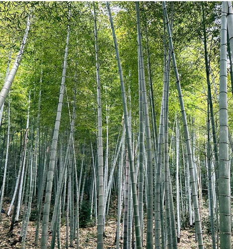 AODAKEFUMI Calpestare bambù verde Antico metodo salute Materiali naturali Eco - Foto 4 di 11