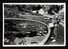 1987 Seward Park Hatchery Washington University Student Feeds Salmon Press Photo