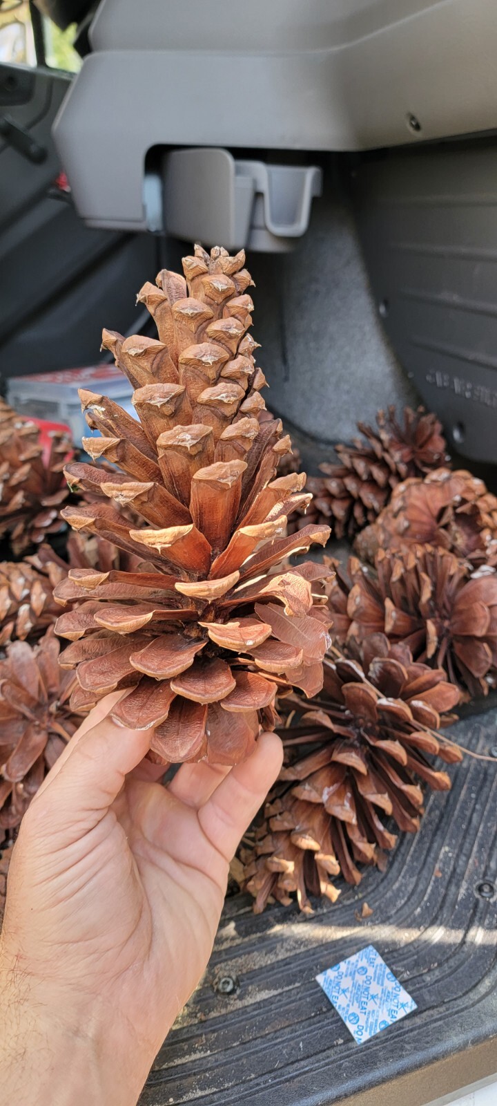 (5) Large Florida Longleaf Pine Cone Cones For Art Crafts School Home