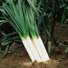 500  LARGE AMERICAN FLAG LEEK ONION SEEDS