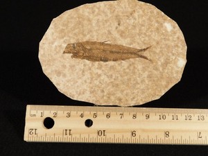 Super Fine BONES 50 Million Year Old Knightia FISH Fossil w/Stand Wyoming 84.4gr