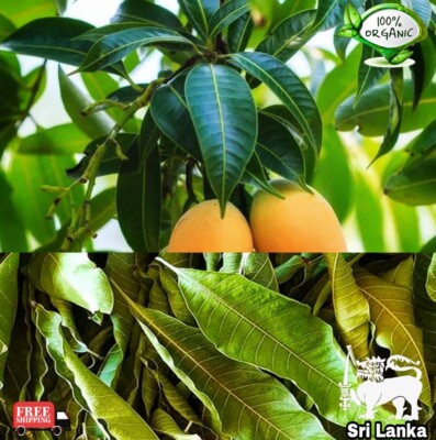 Dried Mango leaves ORGANIC 100% Quality Pure Leaf For Tea 100 leafs
