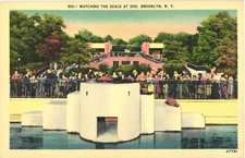 Brooklyn New York Crowd Watching the Seals at Zoo Postcard