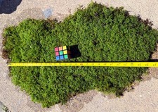 Live Premium Organic Appalachian Fern Moss Flat For Decor, Terrarium, Reptiles