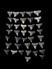 BULL SHARK TEETH FROM VENICE BEACH  FLORIDA