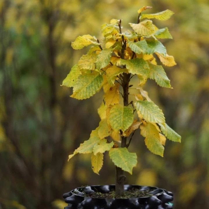 Zwerg-Säulen-Hainbuche 'Columnaris Nana' 40-60 cm Pflanze im 3l Airpot gewachsen - Bild 2 von 4