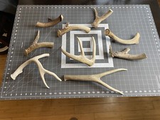 1 Ea HUGE JUMBO CHEWS Whole Deer Antler Dog Chew 1 GRADE Massive XXL HALF POUND