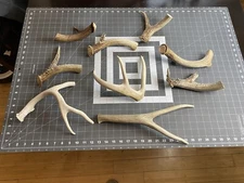 1 Ea HUGE JUMBO CHEWS Whole Deer Antler Dog Chew #1 GRADE Massive XXL HALF POUND