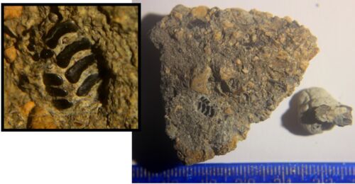 Fossiles de poissons de l'âge Wealden Dino - mâchoires de Pycnodont conservées dans une matrice originale - Photo 1/5