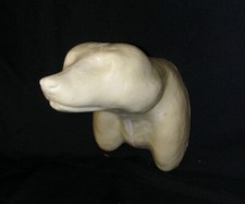 Taxidermy Form Raccoon Shoulder 2 1/8 X 6 1/8 X 10 Rt Closed Mouth Mouth