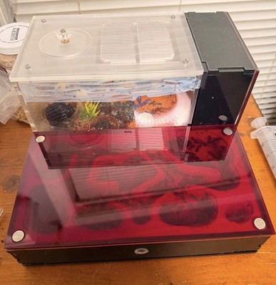 Huge Double Ant Nest Used For Big Camponotus Singularis 150-200w & Queen Habitat