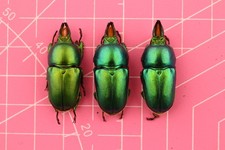 Lamprima insularis 31mm+ XL Male...!!! 1PCS