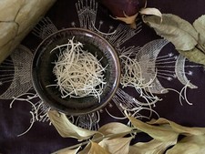 Whitened 10 or 20 Snake Ribs, Rattlesnake Ribs, Ethically Sourced