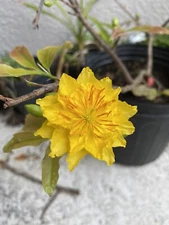 Mai Cúc Thọ Hương