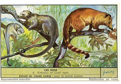 S1620- CHROM LIEBIG - 1955 - '' LES BEARS '' : 6. KINKAJOU