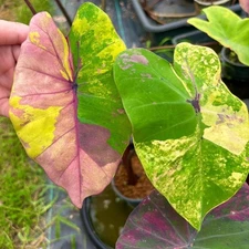 Colocasia Bulb Poprock Iris New Hybrid (Includes All Import Duties And Taxes)