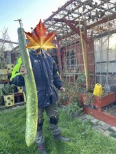 UK Grown  8 Seeds of 4Fit Long bottle gourd,