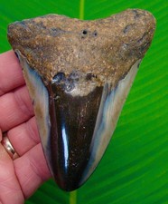 4.38 "  Megalodon Shark Tooth Real Fossil NO RESTORATIONS Sharks Teeth