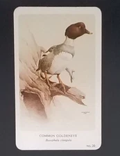 General Cigar Company Trading Card - No. 20 Common Goldeneye
