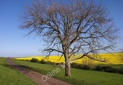 Photo 12x8 Ash Tree near Fenwick Granary Fenwick/NU0640 One of the last t c2011