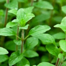 Common Italian Oregano Seeds | NON-GMO | Heirloom | Fresh Garden Seeds