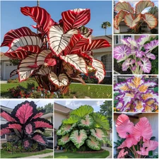 About 100Pcs Caladium Flower Seeds Rare Color Perennial Garden Open Air Bonsai