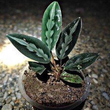 Scindapsus Ekor Merak Variegated mit Pflanzengesundheitszertifikat / DHL Express