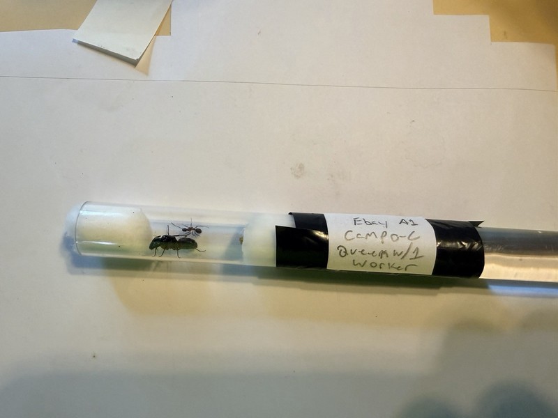 Red Carpenter Ant Queen, Camponotus Chromaiodes W/1 Worker Auction 1