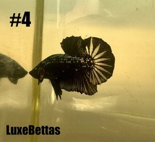 Live Betta Black Samurai HMPK Male Halfmoon Plakat Premium Quality USA Ship 4