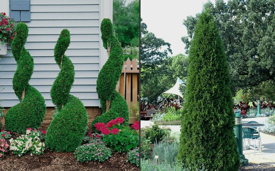 EMERALD GREEN Arborvitae 4pot - (Thuja occidentalis) | eBay