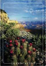 Claret Cup Hedgehog Cactus Blooms Postcard Unposted Grand Canyon