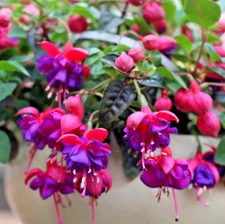 Set 3 Fuchsia Dollar Princess Starter Plant - Hardy Fuchsia Plants - Well Rooted
