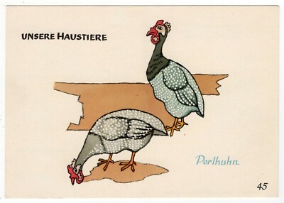 Künstler-AK v. E. Feuerstein / ''Unsere Haustiere'' - Perlhuhn, Nr. 45