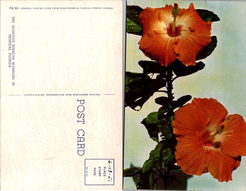 VTG Postcard - THE GLORIOUS HIBISCUS BLOSSOMS IN TROPICAL FLORIDA 1951 - 第 1/1 張圖片