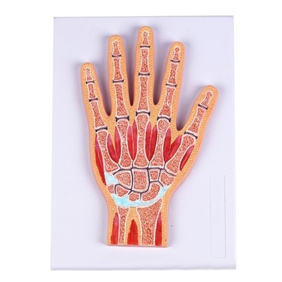 Detachable Layered PVC Wrist Joint Anatomical Model Ideal For Anatomy Learning