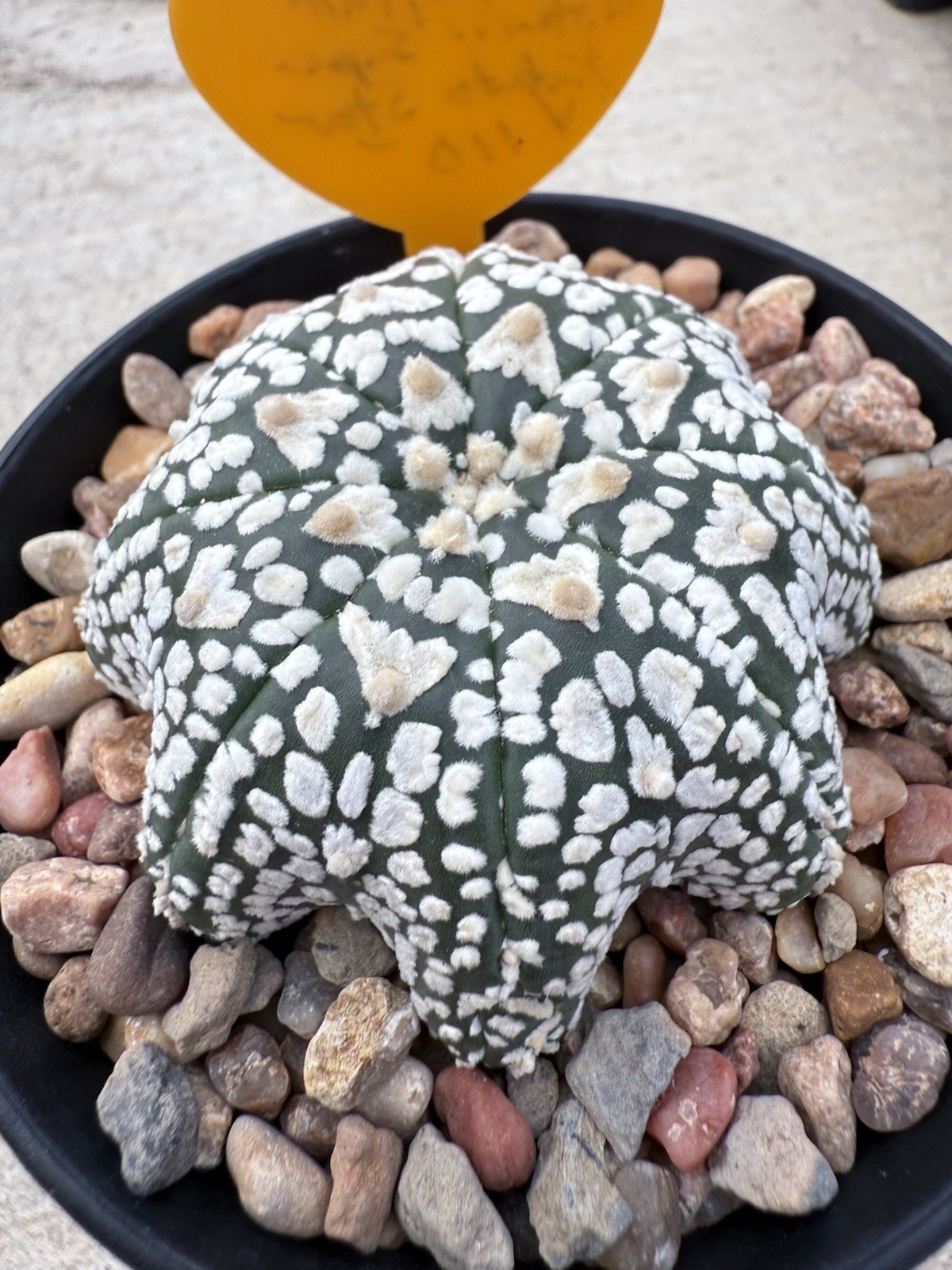 Astrophytum Asterias Super Kabuto V Type X Star Fish Shape!! 4” Pot