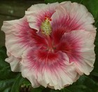 TAIWAN RAINBOW FOG Tropical Hibiscus -- Plant in 4.5" pot — photo 1