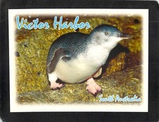 S0159 Australia SA Victor Harbor Penguin postcard