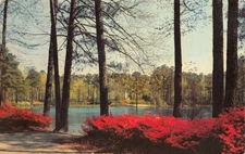 Postcard Norfolk VA Azalea Gardens