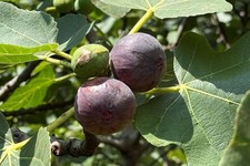 'Brown Turkey' Fig in 9cm pot