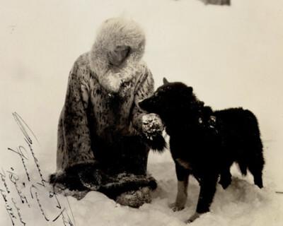Balto Siberian Husky Dog 8X10 Photo Picture Image Nome Alaska sled musher #12