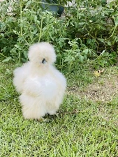 6 Show Quality Silkie Chicken Fertile Hatching Eggs,all Colors,Bearded & Crested