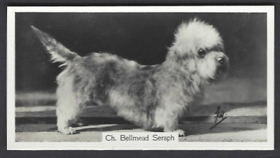SINCLAIR (J) - CHAMPION DOGS, 1ST - #12 DANDY DINMONT TERRIER