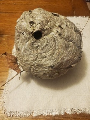 Bees Nest